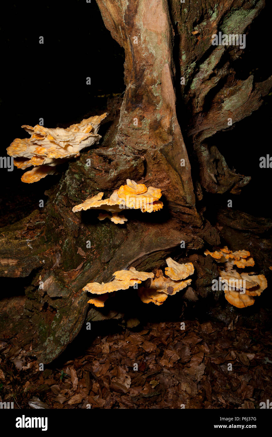 Pollo di boschi funghi, Laetiporus sulfurei, talvolta chiamato polypore zolfo trovato crescente nella nuova foresta in Hampshire England Regno Unito GB. Il c Foto Stock