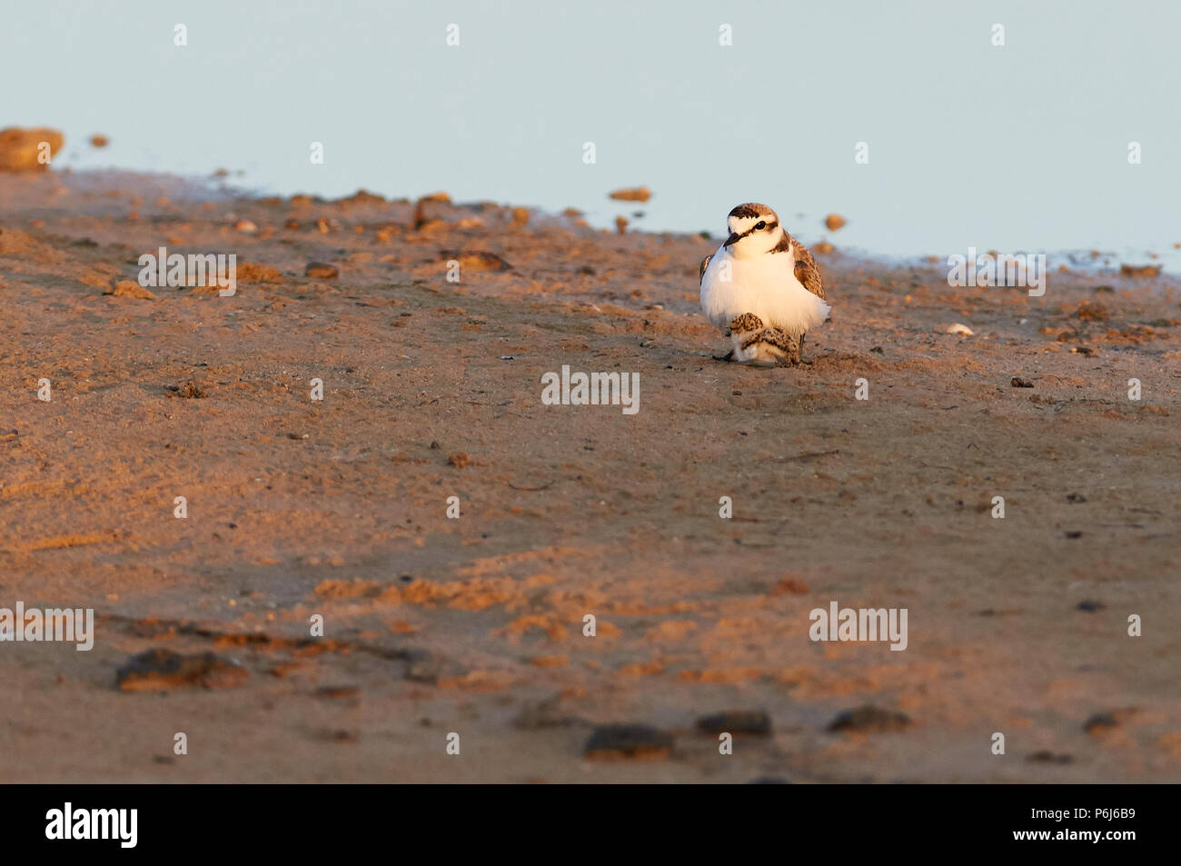 Kentish Pover (Charadrius alexandrinus) maschio che protegge il suo pulcino nelle paludi saline del Parco Naturale di Ses Salines (Formentera, Isole Baleari, Spagna) Foto Stock