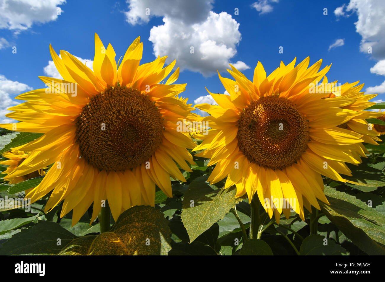 Novi Sad,Serbia 28.06.2018 i campi di girasole in Vojvodina photo Nenad Mihajlovic Foto Stock