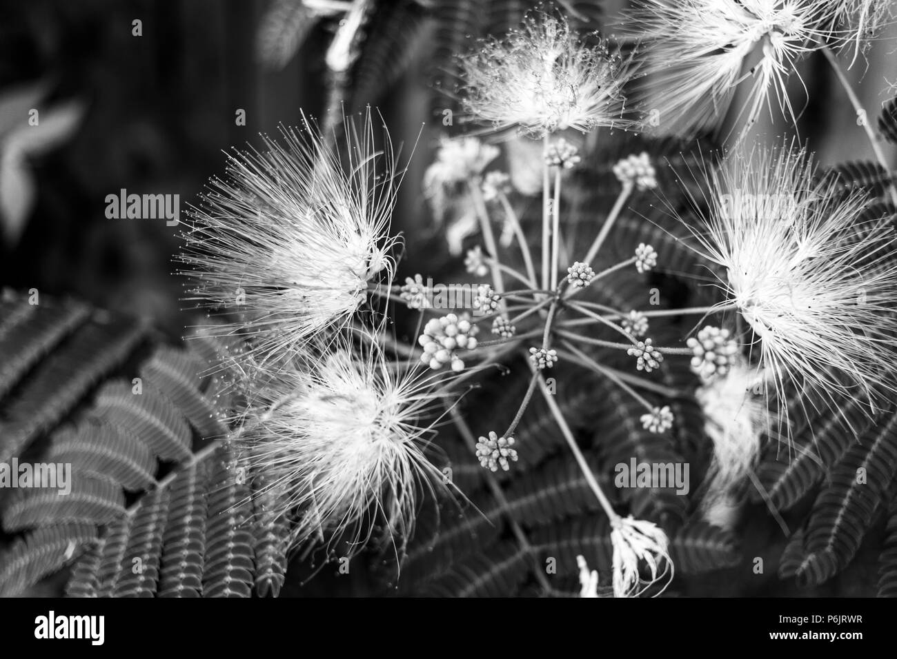 Close-up di mimosa fiori e foglie Foto Stock