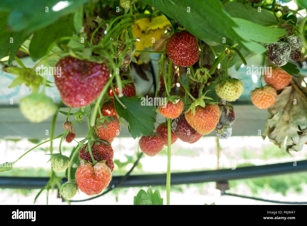 Fragole crescere e pronto a prendere su un scegli la tua fattoria. Le fragole sono in crescita su piattaforme elevate innaffiato da un sistema aquaponics. Foto Stock