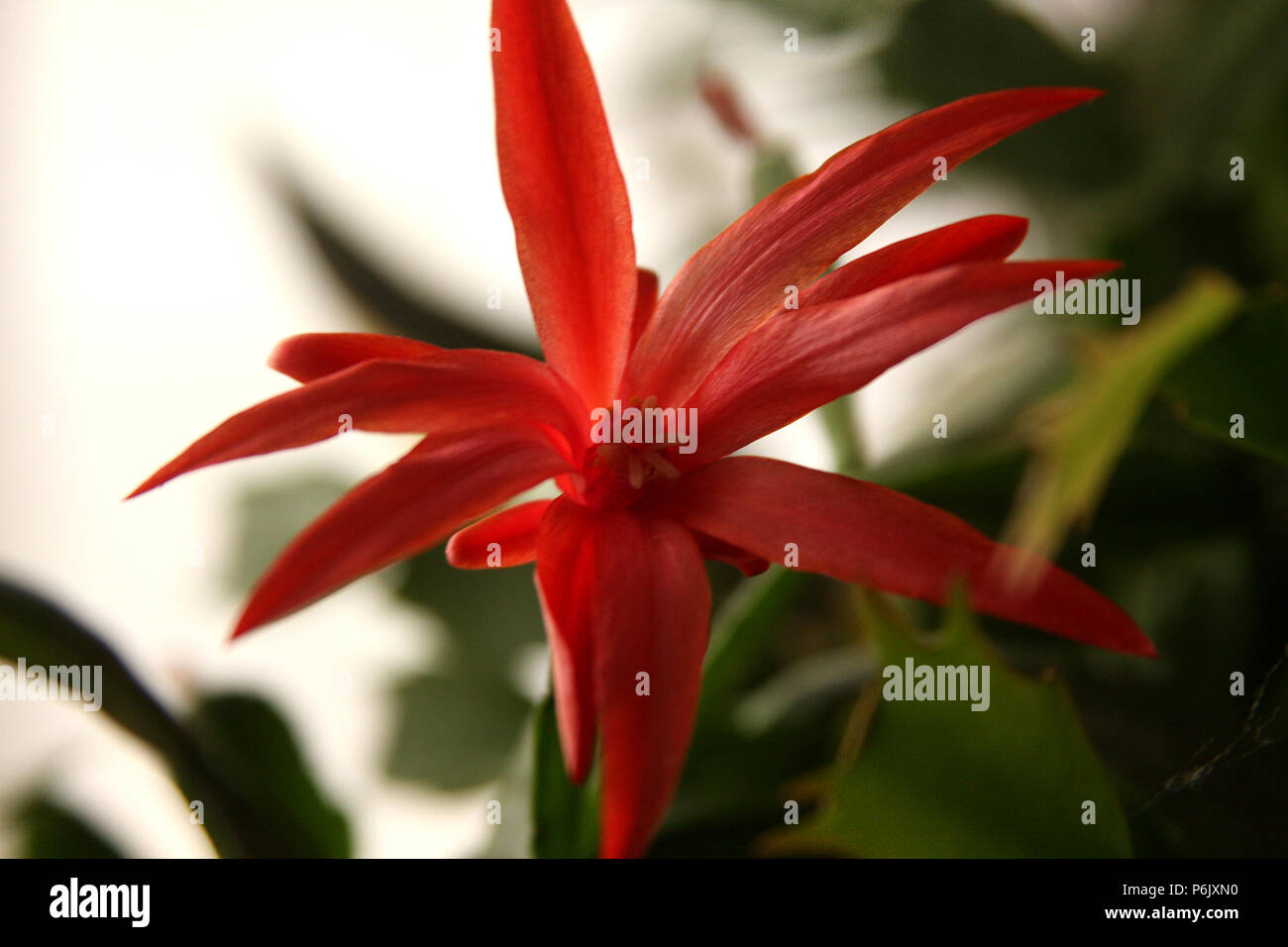 Close up Orchid Cactus' Fiore Foto Stock