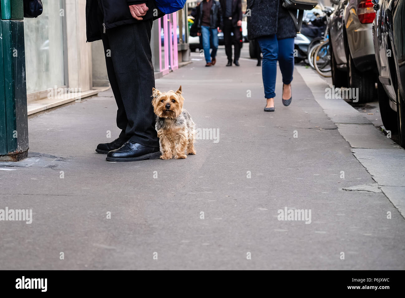 Tipica scena parigina di cane stairing in telecamera accanto all uomo con  abito nero e nero scarpe, le cui gambe sono mostra Foto stock - Alamy