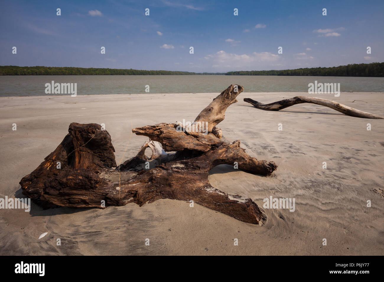 Driftwood sulla riva del Rio Grande all'uscita sulla costa del Pacifico, Cocle Affitto provincia, Repubblica di Panama. Foto Stock