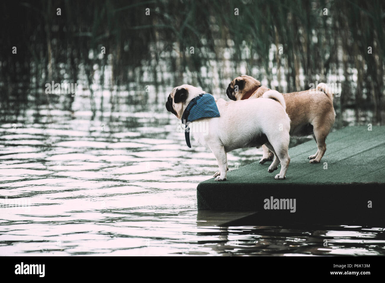 Due cani sul lago. Romantico momento Foto Stock