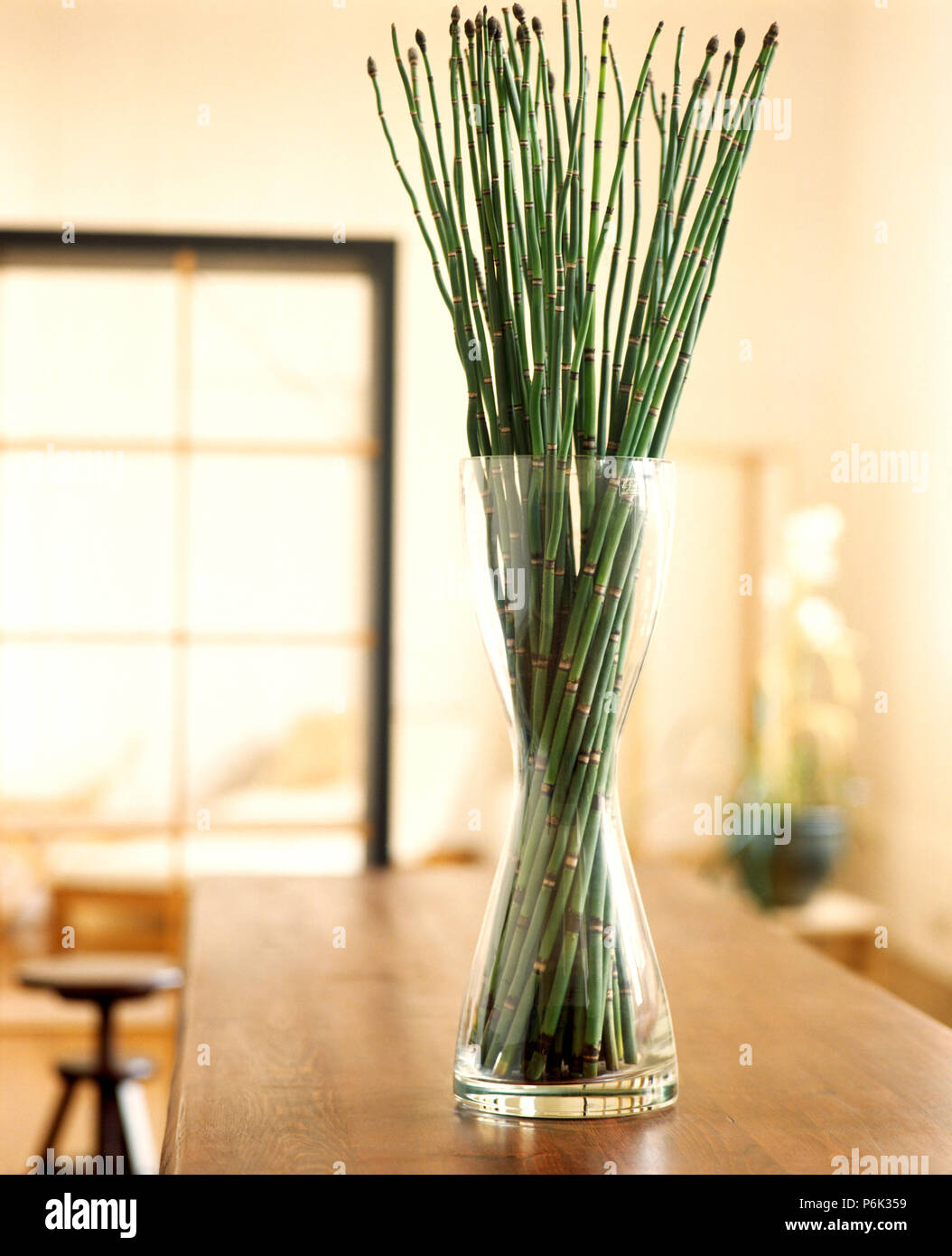 Close-up di fogliame verde nasce in moderno vaso di vetro Foto Stock