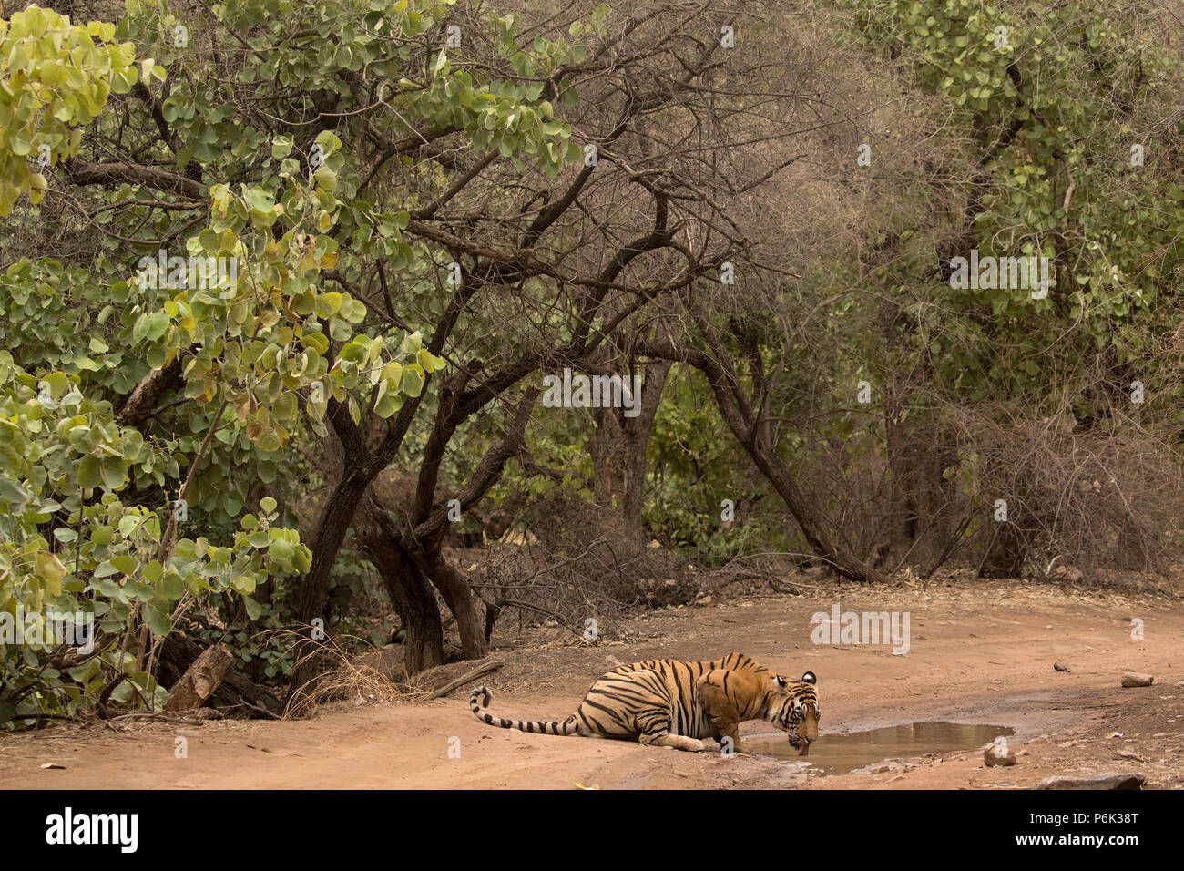 Tiger bere acqua di pioggia in Ranthambore Foto Stock