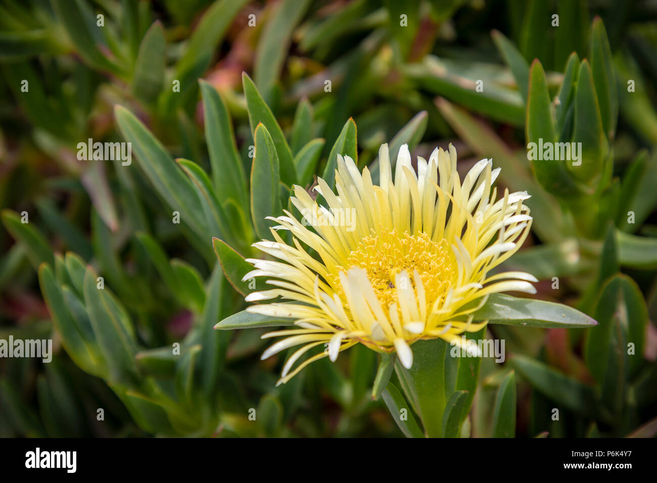 Giallo impianto Delosperma Foto Stock