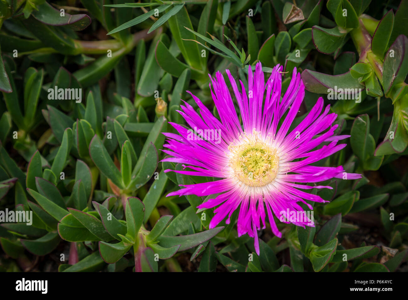 Rosa Delosperma impianto Foto Stock