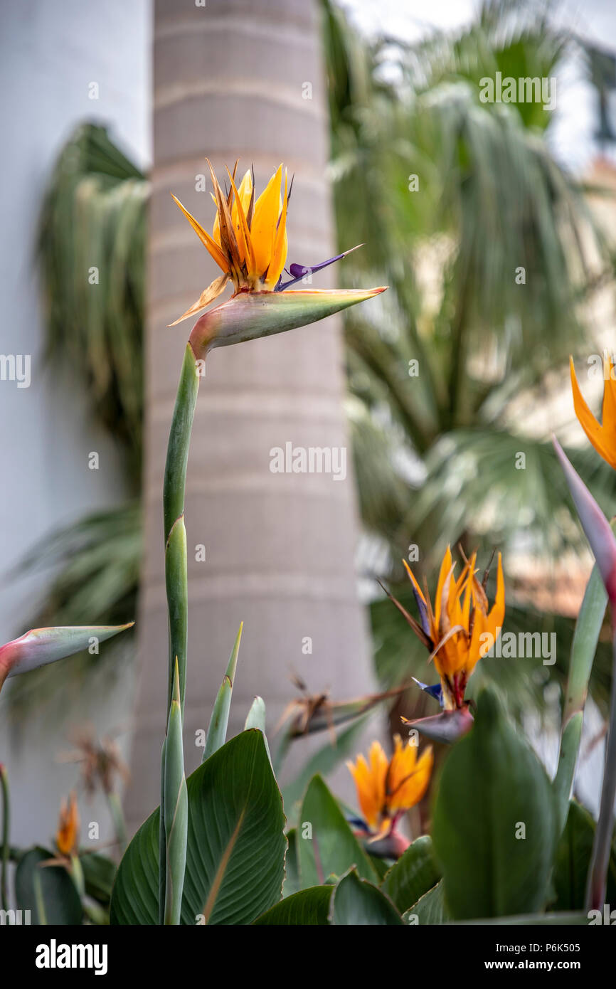 Strelitzia uccello del paradiso fiore. Foto Stock