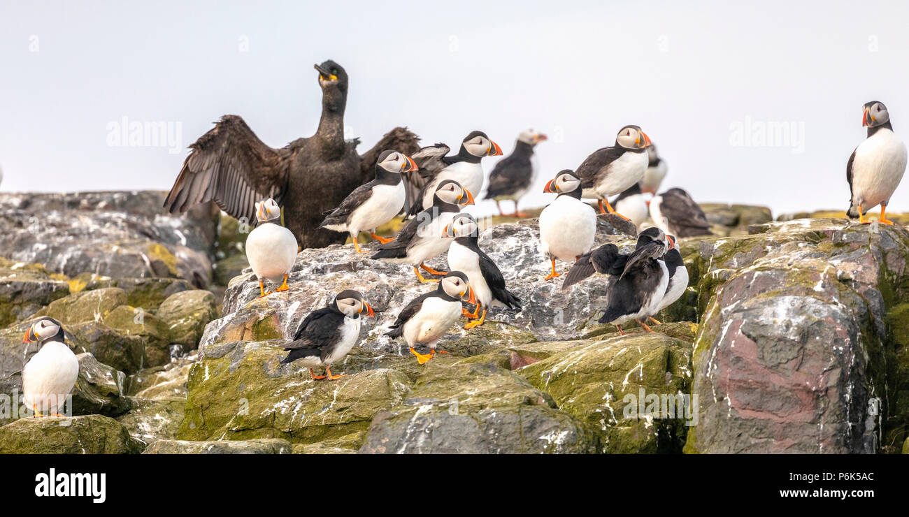 I puffini sat su cliff tops a farne le isole, Seahouses, Northumberland England Regno Unito Foto Stock