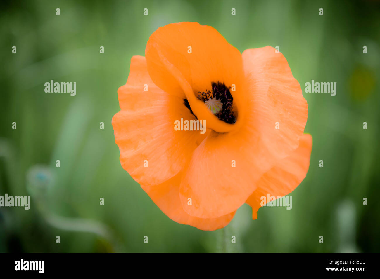Campi di papaveri Foto Stock