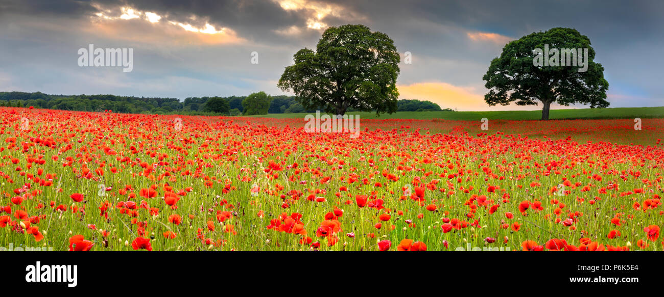 Campi di papaveri Foto Stock