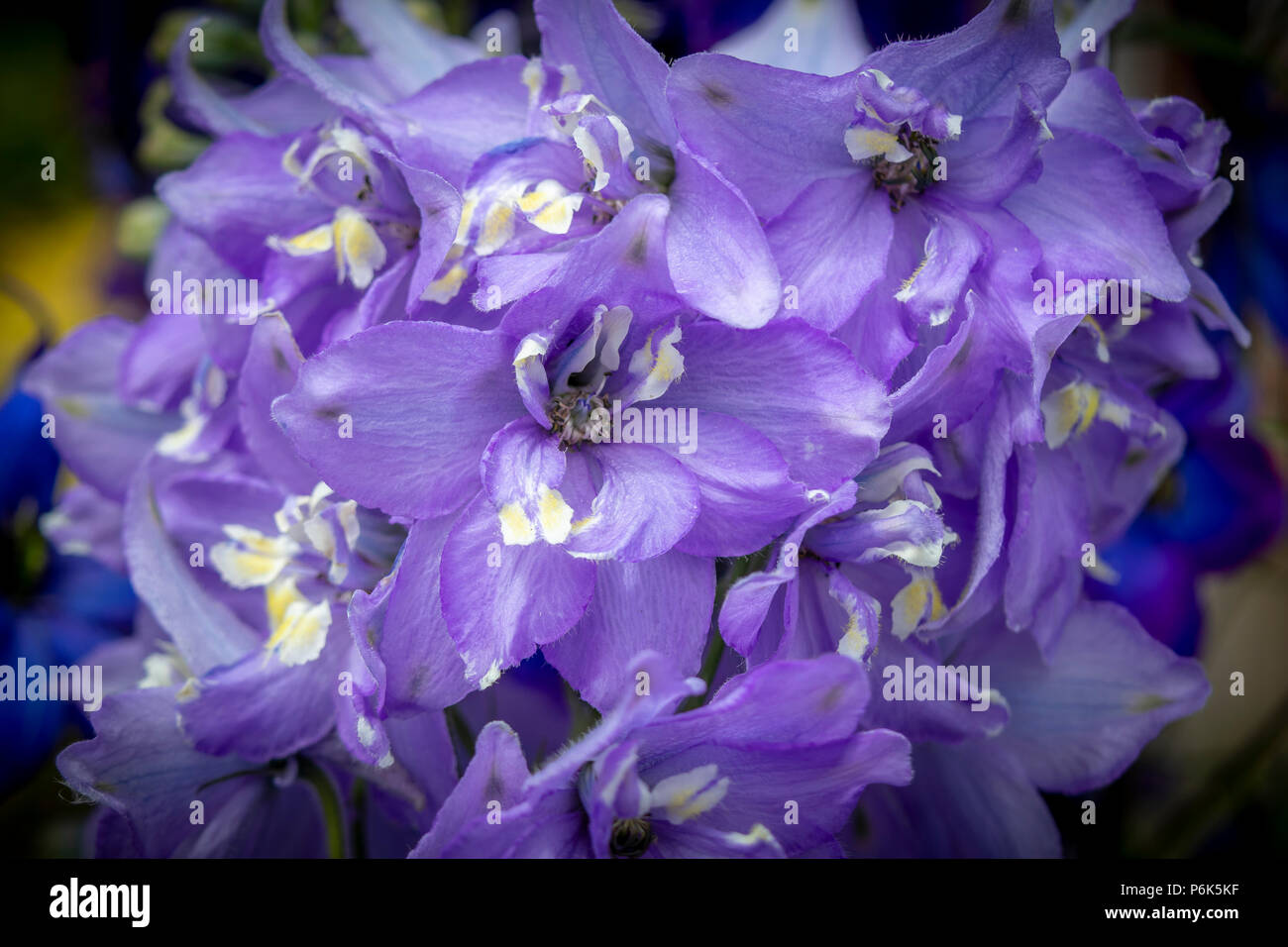 Delphinium blu Foto Stock