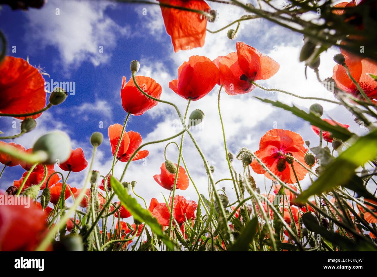 Papaver rhoeas, amapola silvestre, Porreres, Mallorca, Islas Baleares, Spagna. Foto Stock