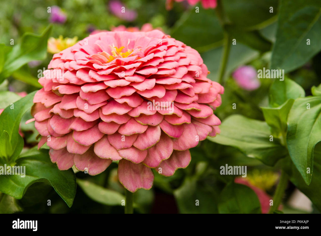 Zinnia pianta con fiore rosa mostra petali Foto Stock
