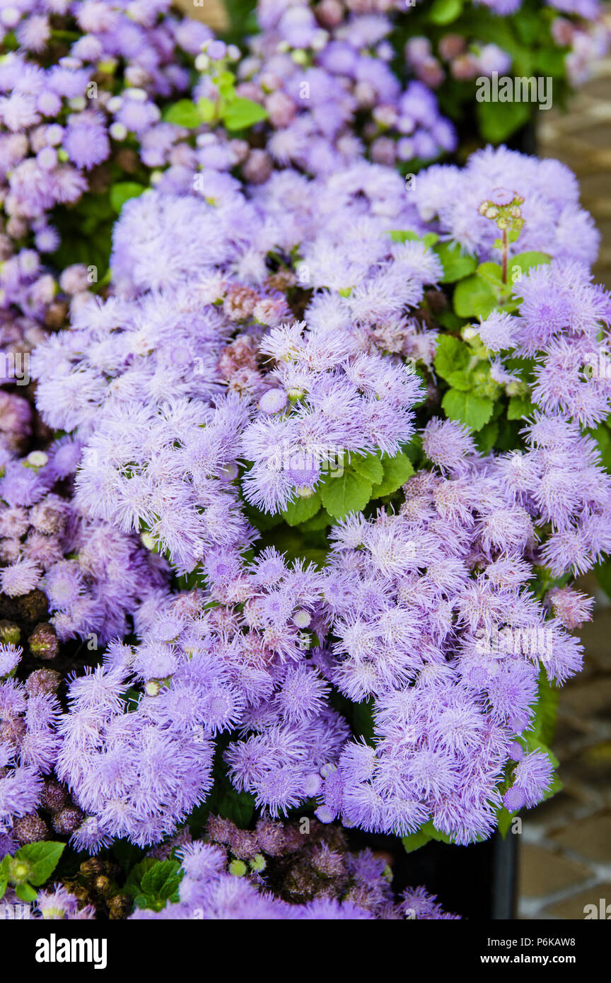 Viola o blu fiori della pianta ageratum Foto Stock