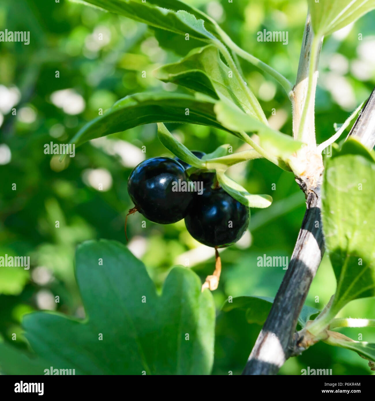 Mature Josta sulla boccola. Giardino estivo bacche. Ibridi di ribes nero e di uva spina. Giornata di sole. Foto Stock