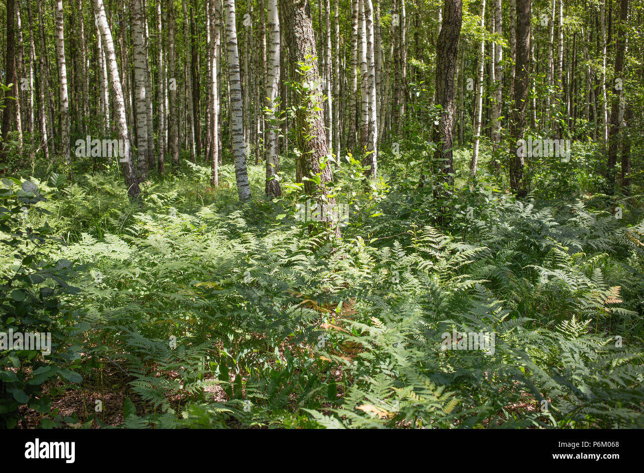 Raro in rovere naturale foresta con bracken fern di sottobosco Foto Stock