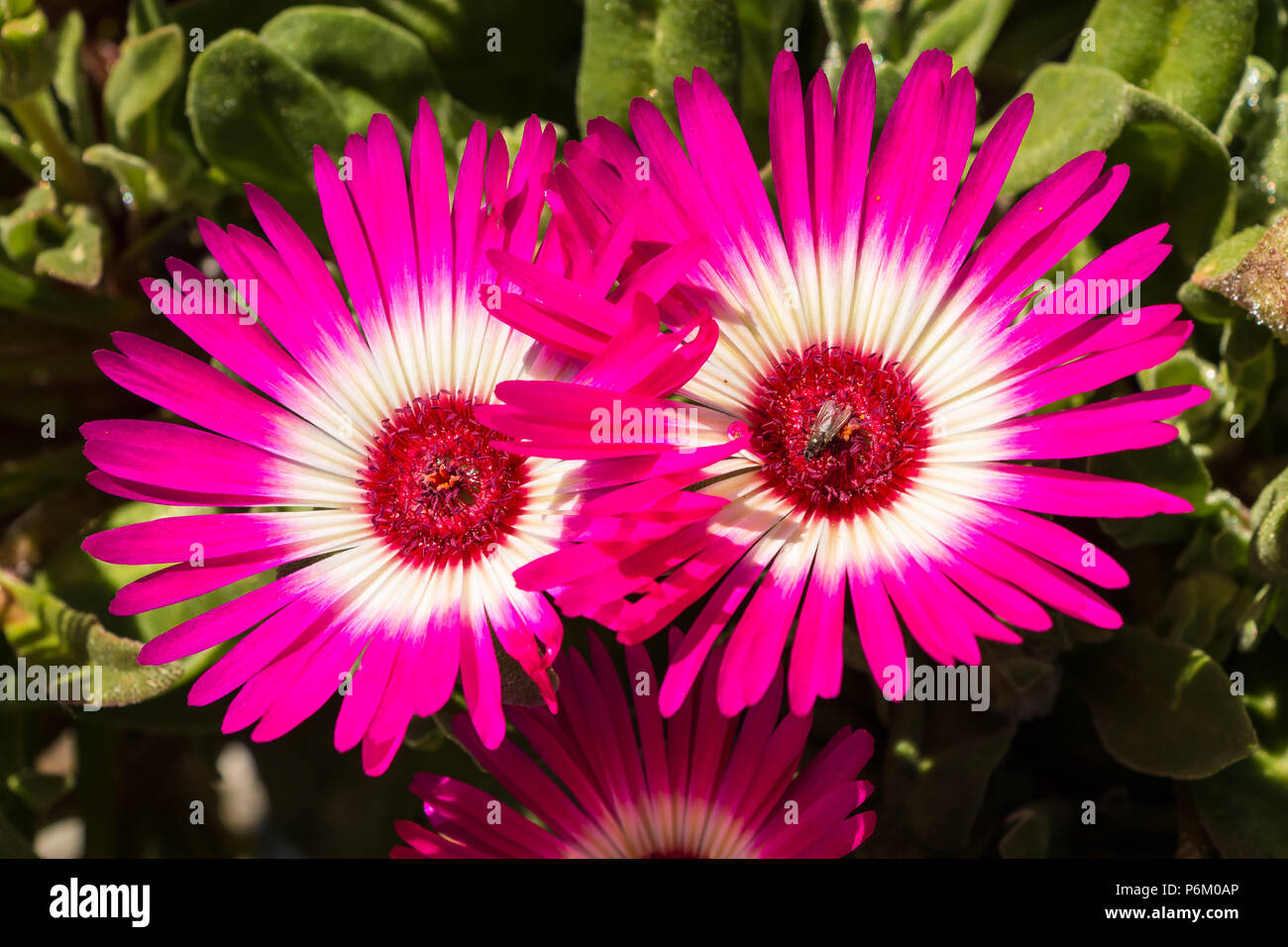 Due profondi rosa e bianco (Mesembryanthemum Livingstone Daisy) fiori closeup nella luce del sole Foto Stock