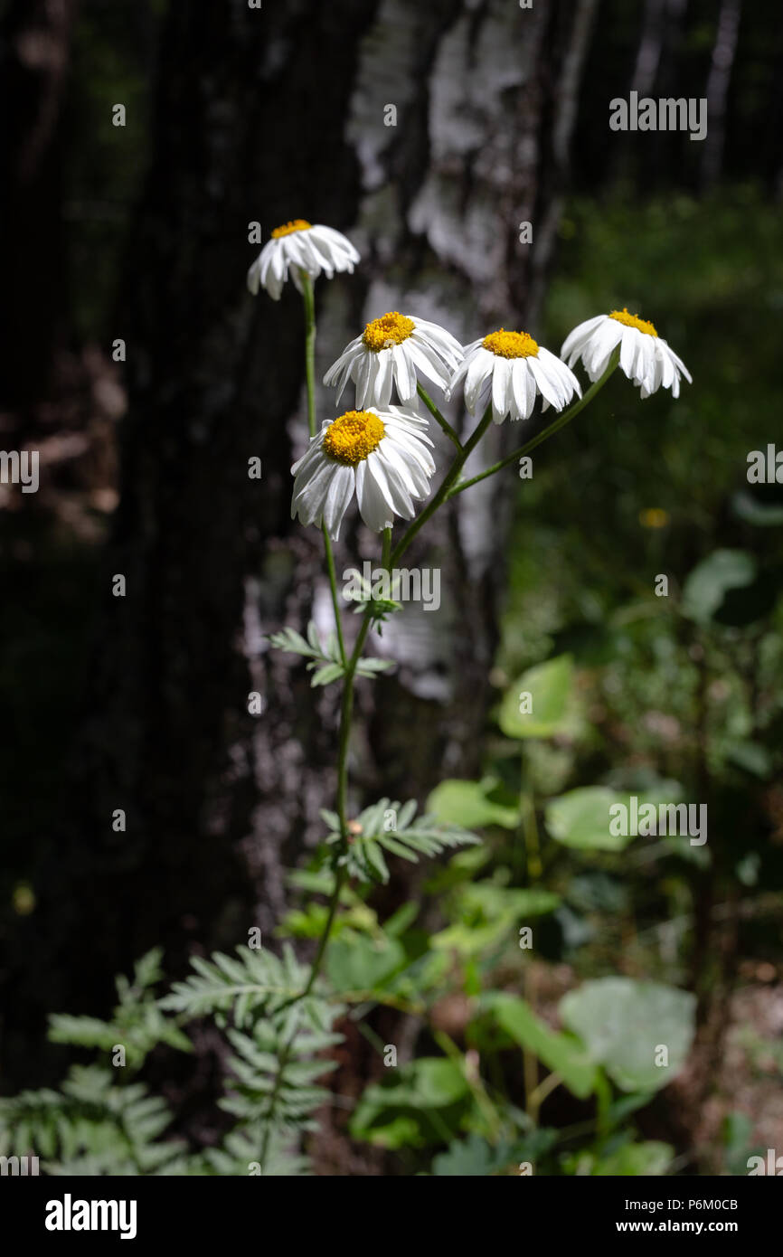 Piuttosto piccoli fiori bianchi camomilla di piretro cinerariifolium. Organici di repellente per insetti. Foto Stock