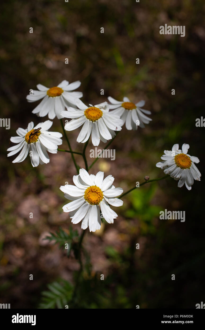 Piuttosto piccoli fiori bianchi camomilla di piretro cinerariifolium. Organici di repellente per insetti. Foto Stock