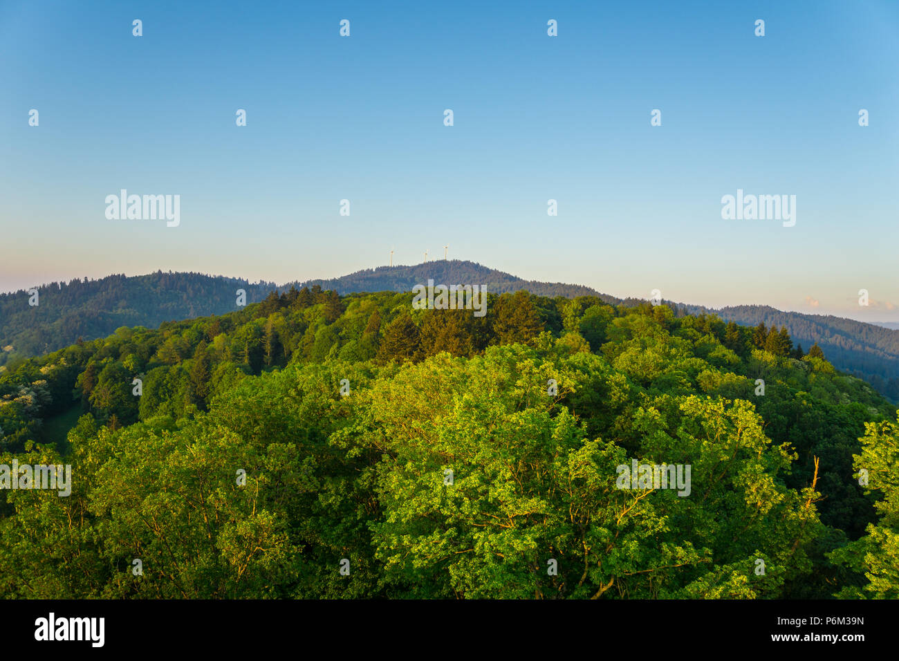 Germania, sopra le cime degli alberi di Freiburg im Breisgau sulla torre Schlossberg Foto Stock