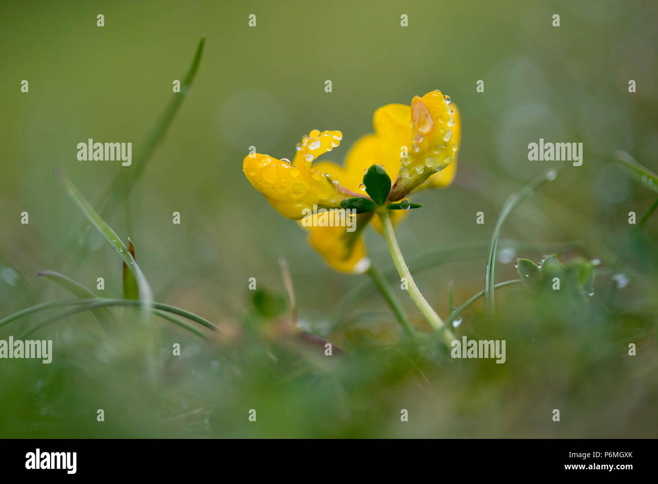 Gli uccelli di Trifoglio del piede nella rugiada; Lotus corniculatus fioritura Isole Scilly; Regno Unito Foto Stock