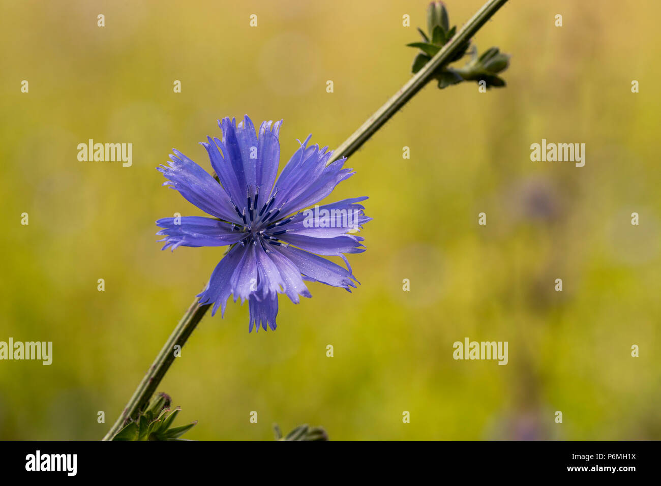 Cicoria; Cichorium intybus fioritura Isole Scilly; Regno Unito Foto Stock