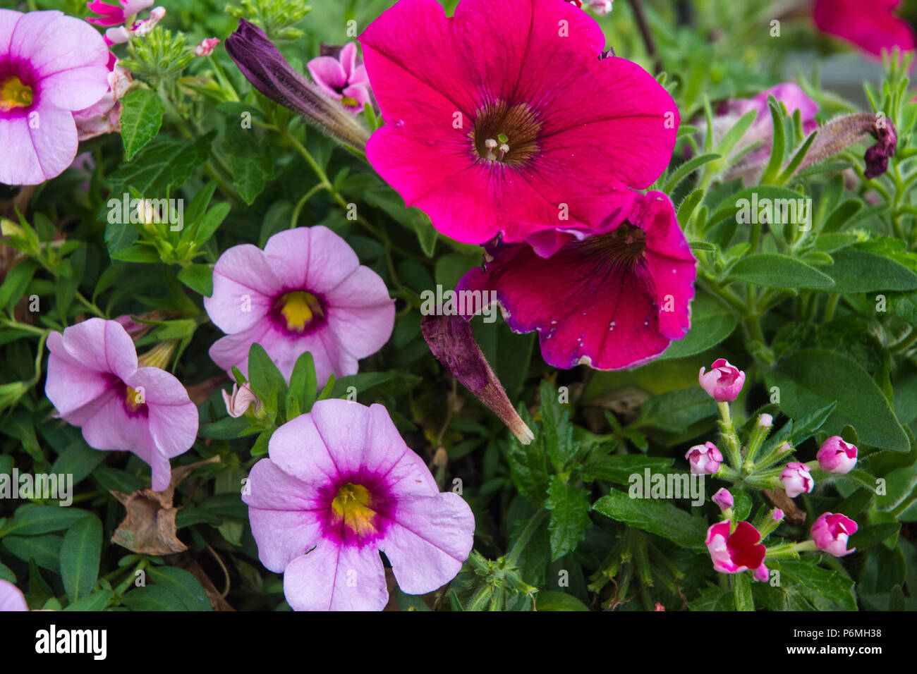 Le calde giornate estive aggiungi per la scomparsa di questi fiori. Foto Stock
