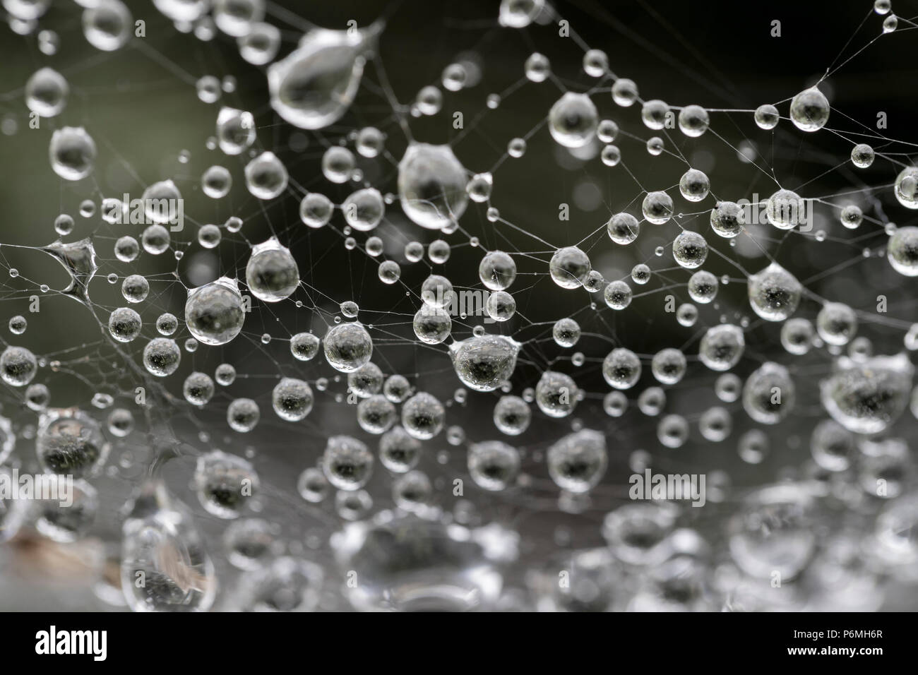 Gocce di rugiada; su Spider Web; Isole Scilly; Regno Unito Foto Stock