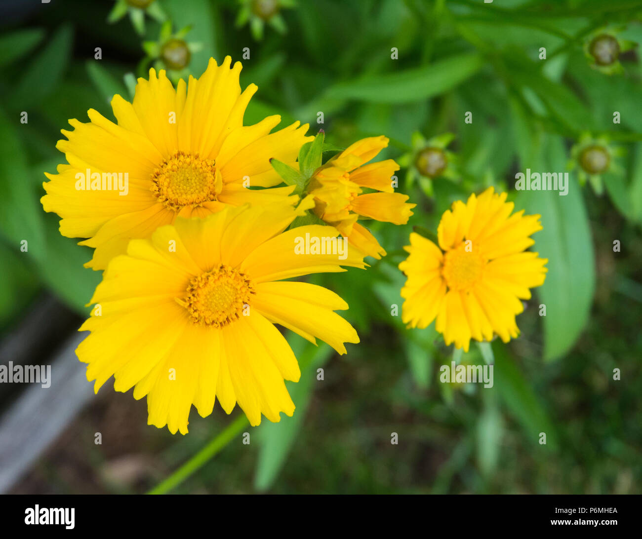 Varietà unica di Daisy ha un bel contrasto contro i verdi nel giardino. Foto Stock