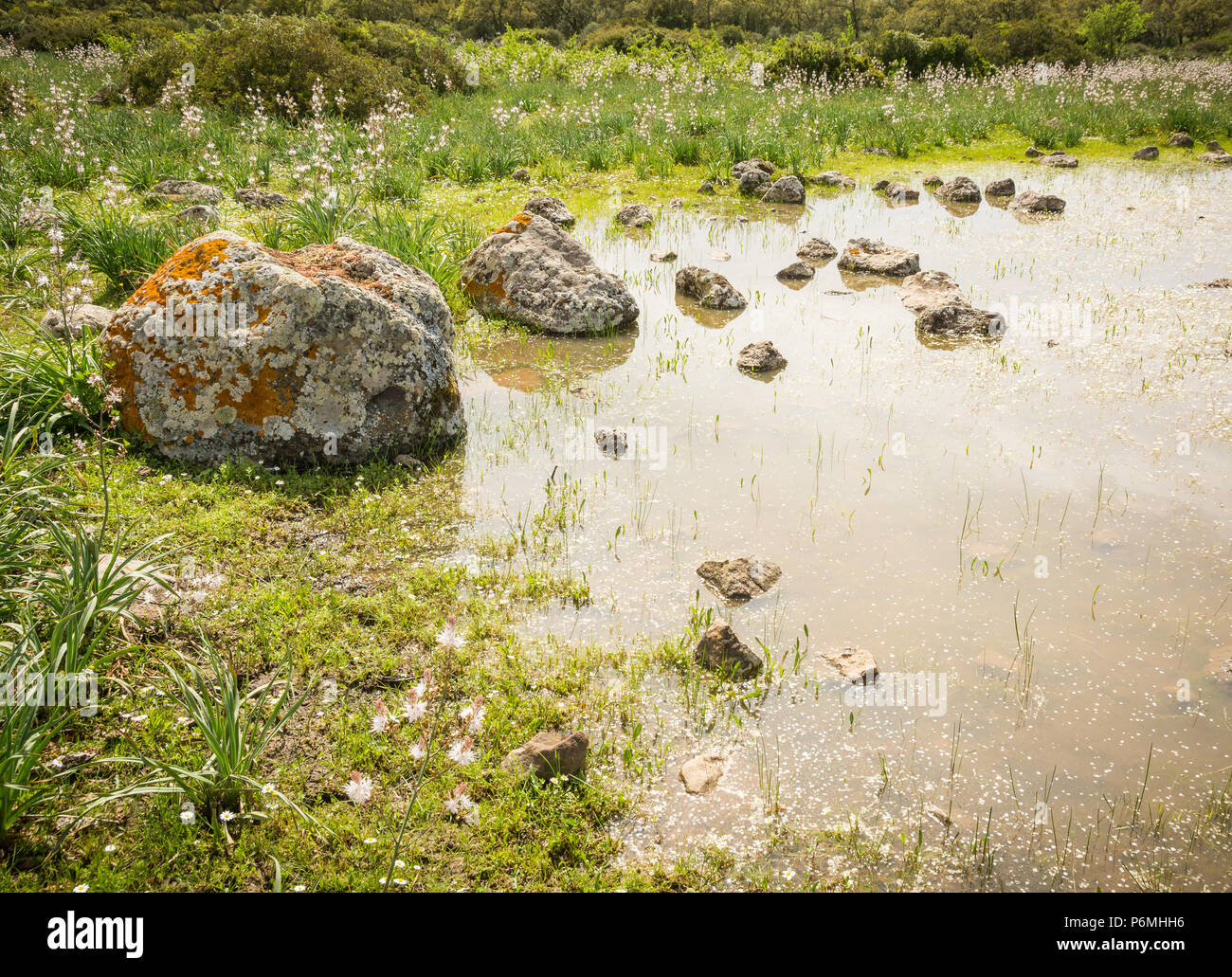Giara di Gesturi Altopiano, Gesturi, Sardegna, Italia. La Giara di Gesturi è un elevato altopiano basaltico famoso per i suoi cavalli selvaggi e una natura incontaminata Foto Stock