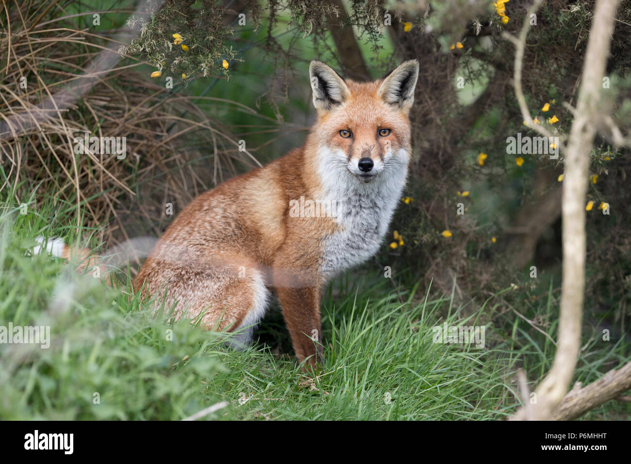 Fox; Vulpes vulpes singolo; seduta Cornwall, Regno Unito Foto Stock