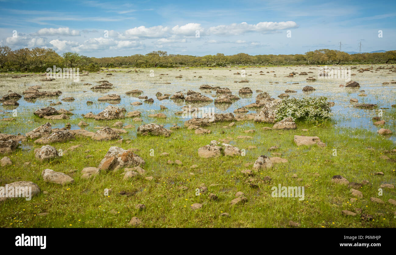 Giara di Gesturi Altopiano, Gesturi, Sardegna, Italia. La Giara di Gesturi è un elevato altopiano basaltico famoso per i suoi cavalli selvaggi e una natura incontaminata Foto Stock
