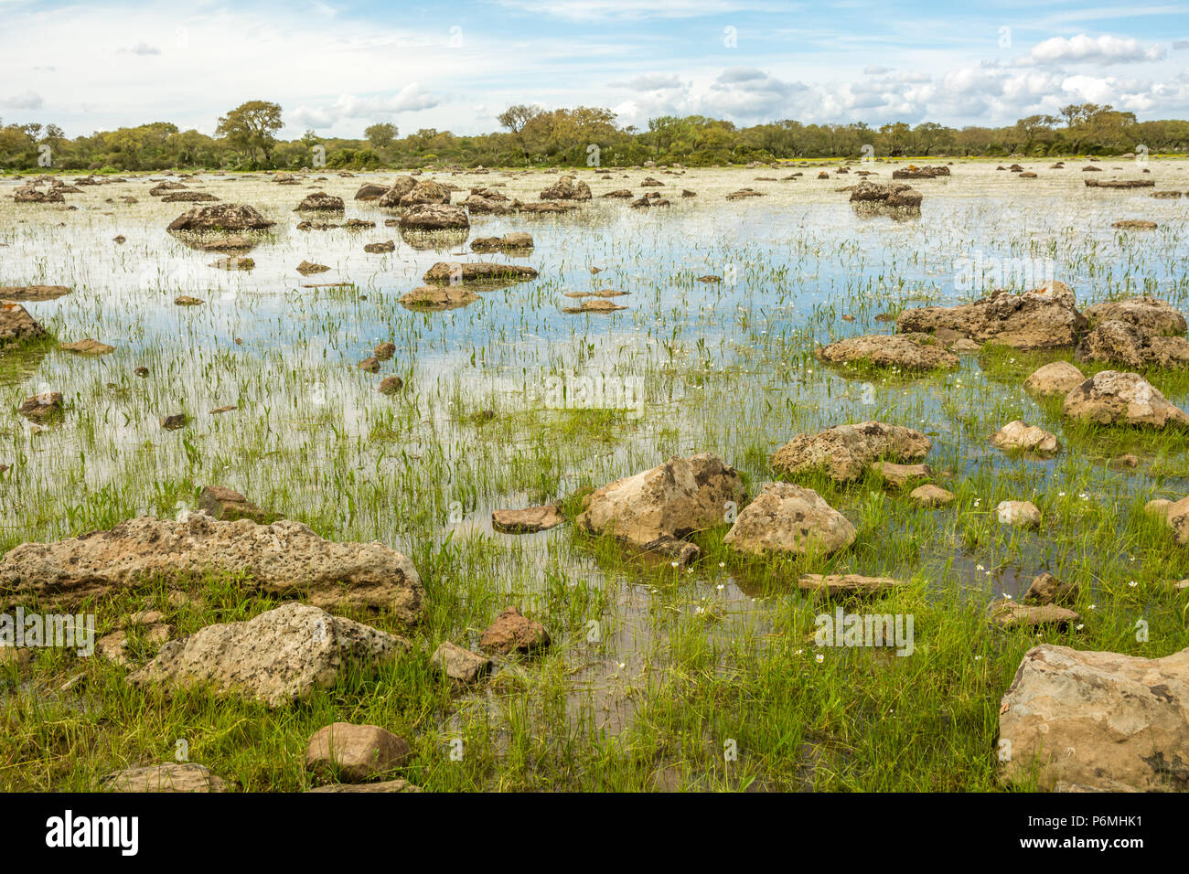 Giara di Gesturi Altopiano, Gesturi, Sardegna, Italia. La Giara di Gesturi è un elevato altopiano basaltico famoso per i suoi cavalli selvaggi e una natura incontaminata Foto Stock