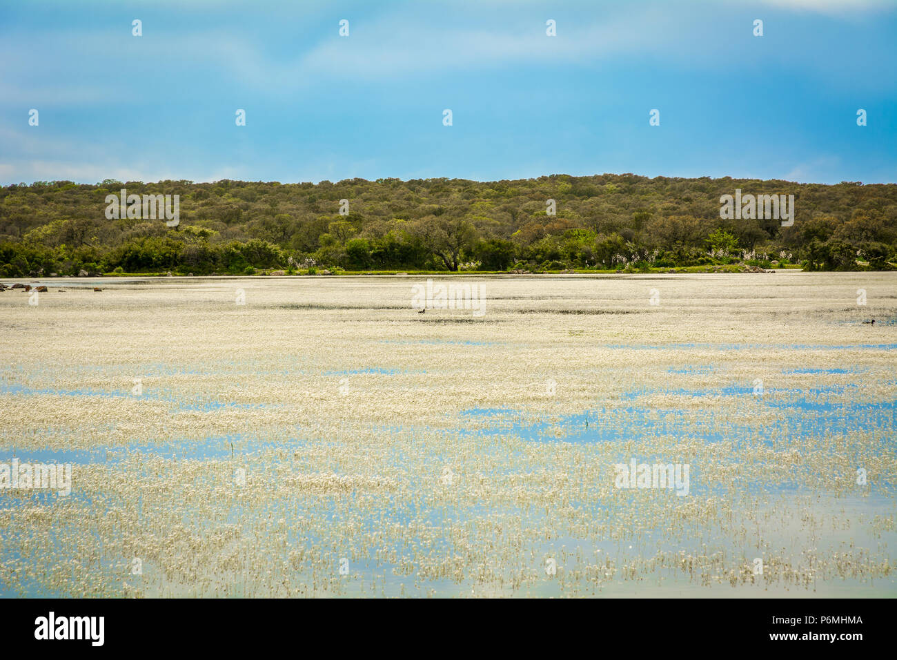 Giara di Gesturi Altopiano, Gesturi, Sardegna, Italia. La Giara di Gesturi è un elevato altopiano basaltico famoso per i suoi cavalli selvaggi e una natura incontaminata Foto Stock