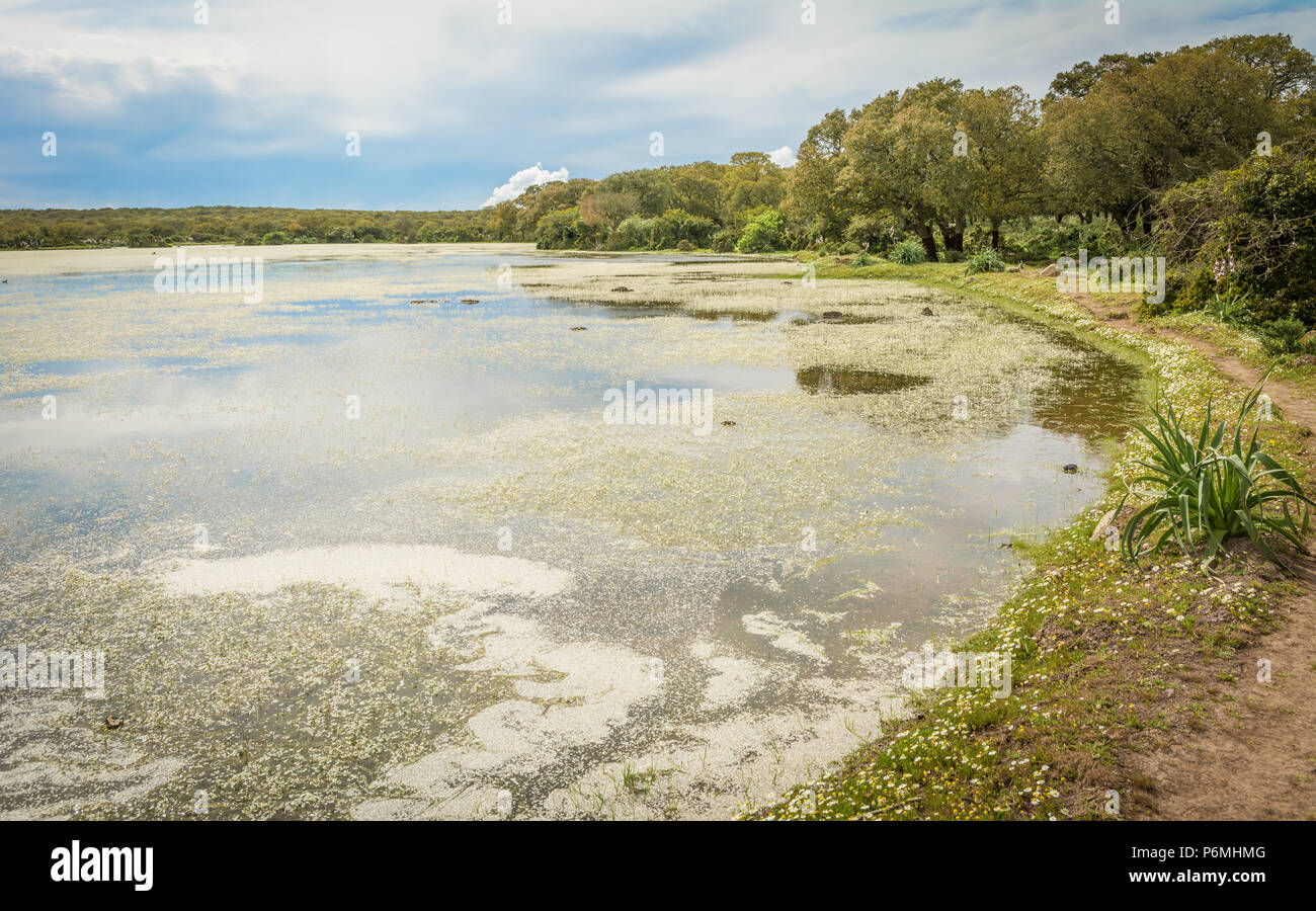 Giara di Gesturi Altopiano, Gesturi, Sardegna, Italia. La Giara di Gesturi è un elevato altopiano basaltico famoso per i suoi cavalli selvaggi e una natura incontaminata Foto Stock