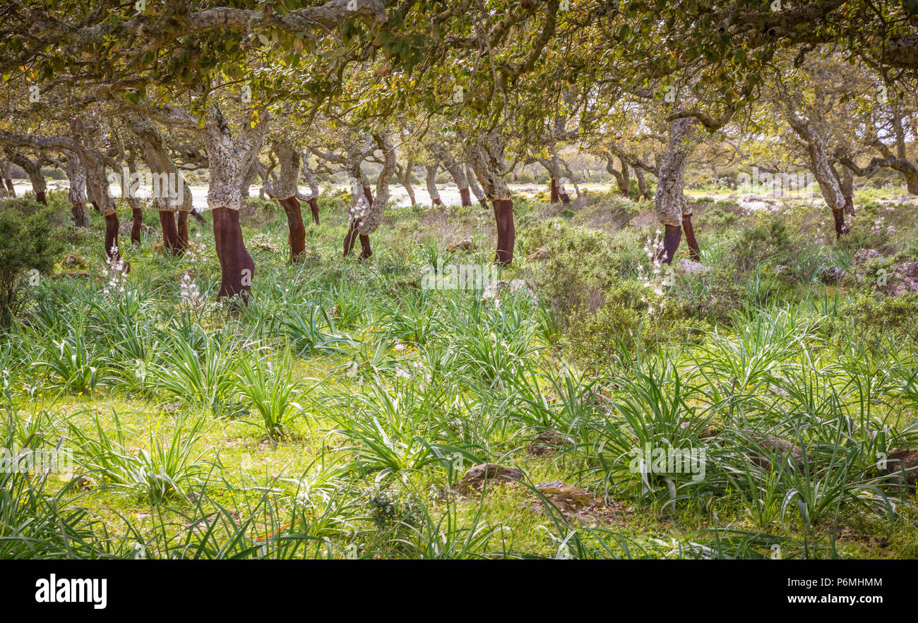 Cork Oak Forest ( Quercus suber) sull'altopiano basaltico della Giara di Gesturi in Sardegna, Italia Foto Stock