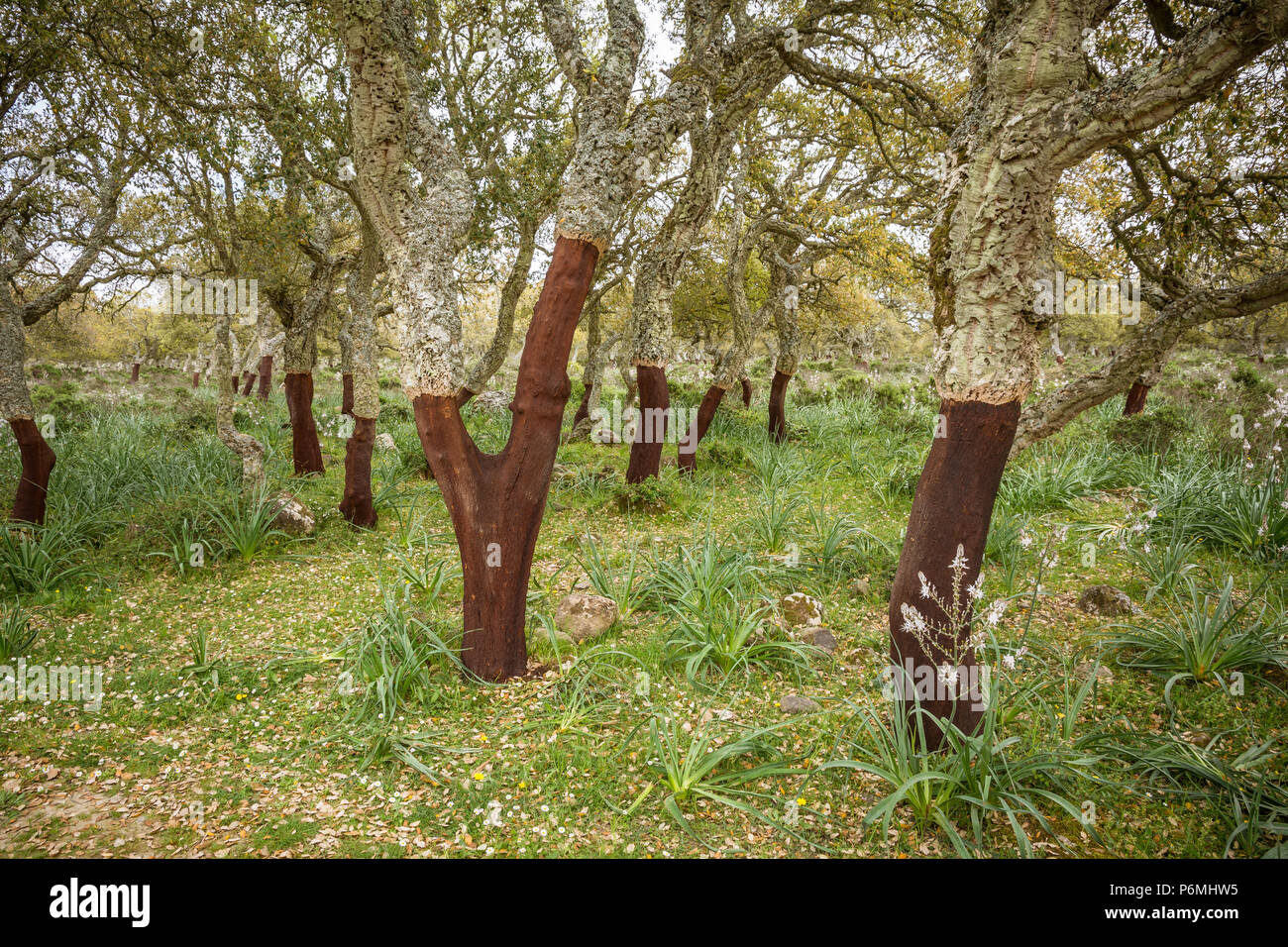 Cork Oak Forest ( Quercus suber) sull'altopiano basaltico della Giara di Gesturi in Sardegna, Italia Foto Stock