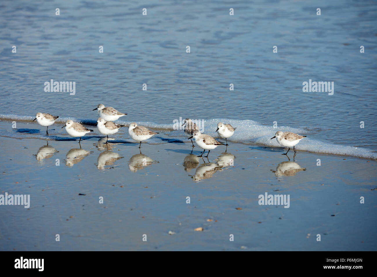 Sanderlings in piedi nel surf Foto Stock