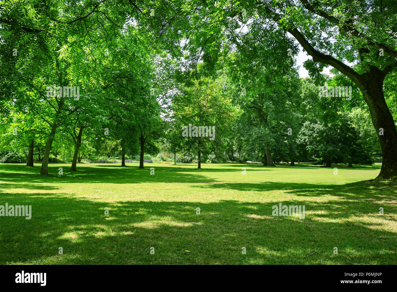 Bel prato nel parco Foto Stock