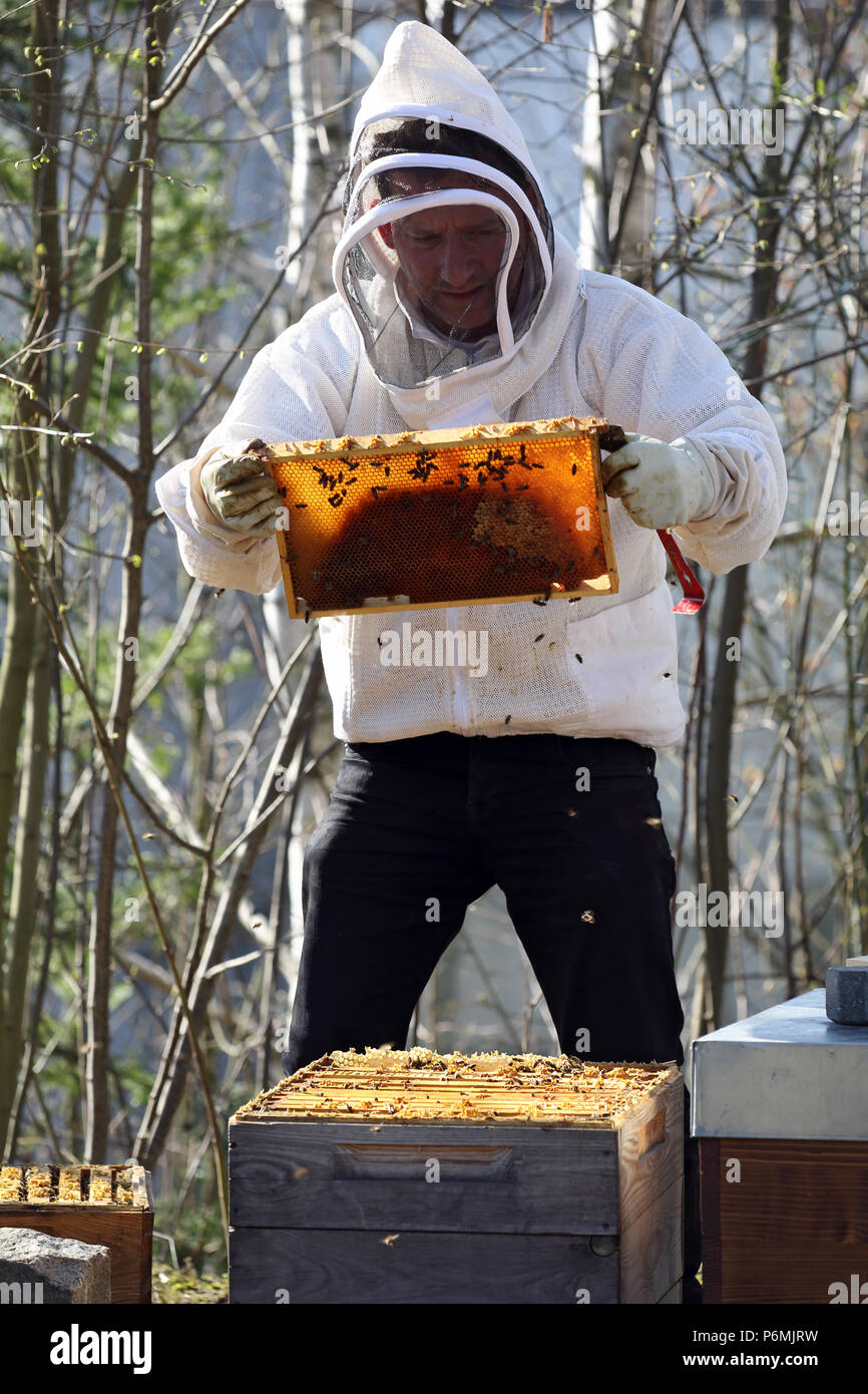 Berlino, Germania - apicoltore controlla un nido della sua colonia di api Foto Stock