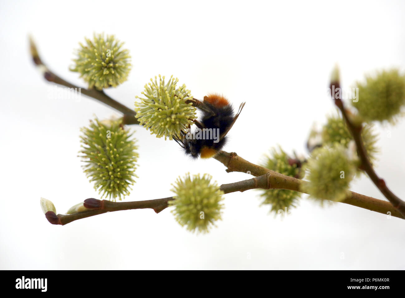 Hovmantorp, Svezia, prato bumblebee raccoglie il polline di un fiore willow pot del salice Foto Stock