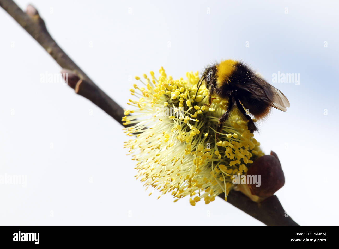 Hovmantorp, Svezia, prato bumblebee raccoglie il polline di un fiore willow pot del salice Foto Stock