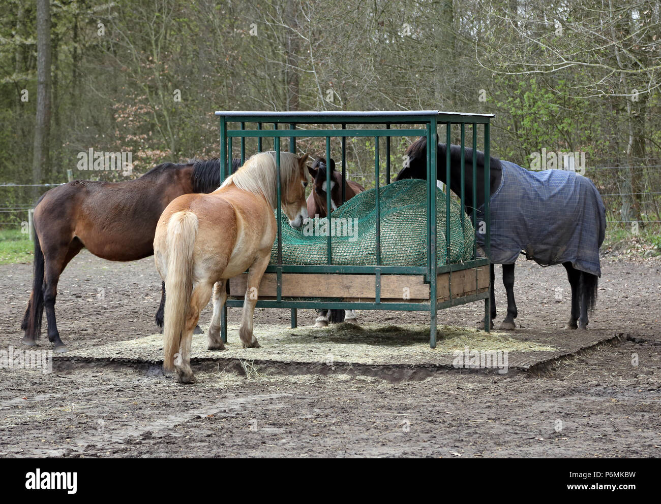 Melbeck, cavalli di mangiare in un paddock di sabbia da un rack di fieno con sicurezza recinzione di alimentazione Foto Stock
