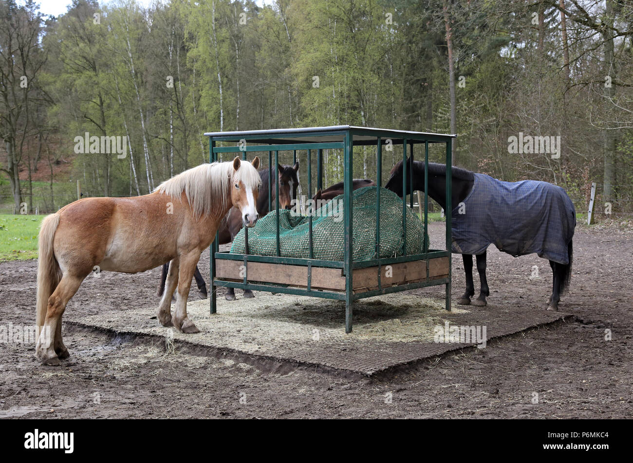Melbeck, cavalli di mangiare in un paddock di sabbia da un rack di fieno con sicurezza recinzione di alimentazione Foto Stock