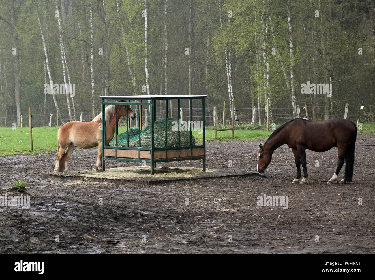 Melbeck, cavallo sta sotto la pioggia con la sua testa in un rack di fieno con sicurezza recinzione di alimentazione Foto Stock