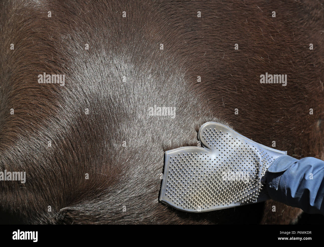 Melbeck, dettaglio, la pelliccia di un cavallo è curato con un guanto di pulizia in gomma Foto Stock