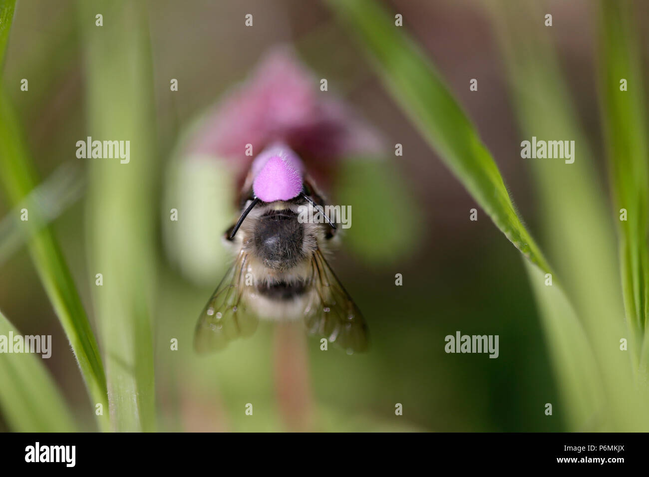 Hoppegarten, Germania - Wild bee raccoglie il nettare da un fiore di colore viola Foto Stock